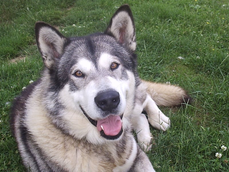 Les Alaskan Malamute de l'affixe   Du val de sherbrooke