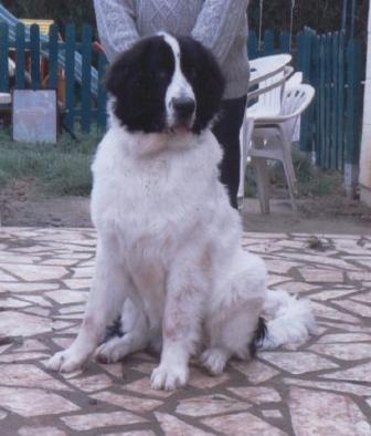 Benji du Comté de la Marche