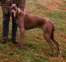 Malory De la Foret de Kaysersberg