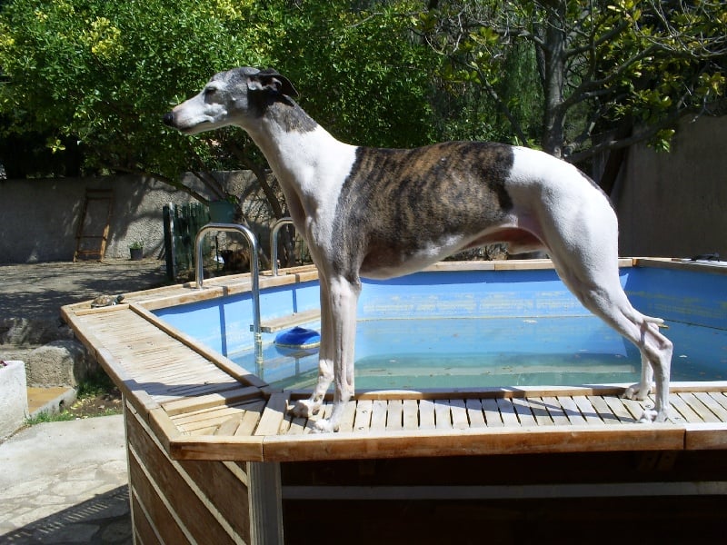 Les Whippet de l'affixe   de l'orlyne de Standerling