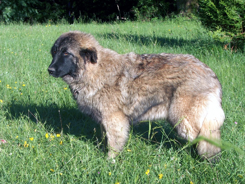 Achilea des Seigneurs de la Vallée de l'Isle