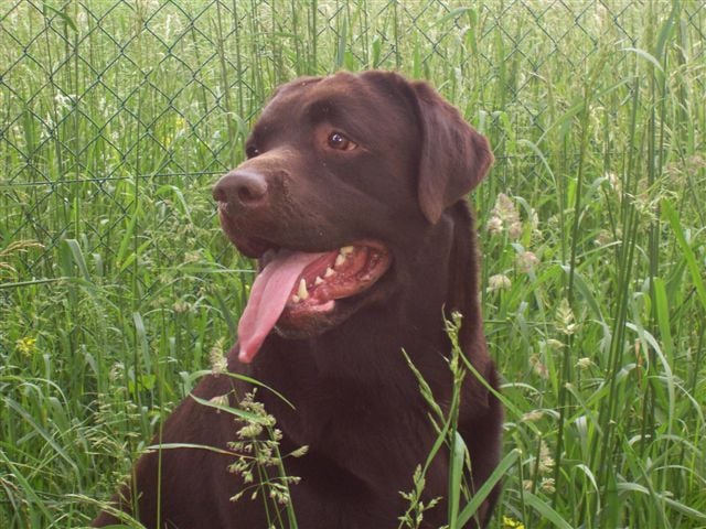 Les Labrador Retriever de l'affixe   du domaine d'Uthsy