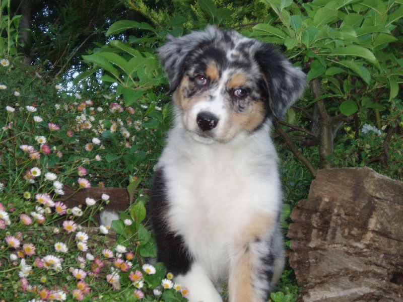 Cheyenne blue eyes des Terres de Tulicaine