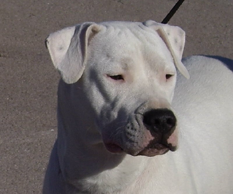 Les Dogo Argentino de l'affixe   du Royaume de l'Espina