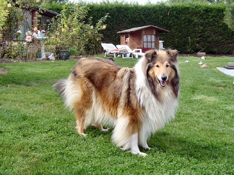 Reine golden de la Vallée de l'Aisne