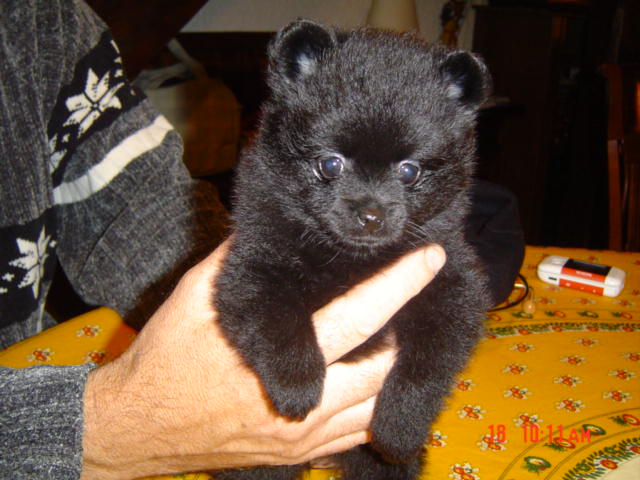 Chipie des Oursons de petit-palais