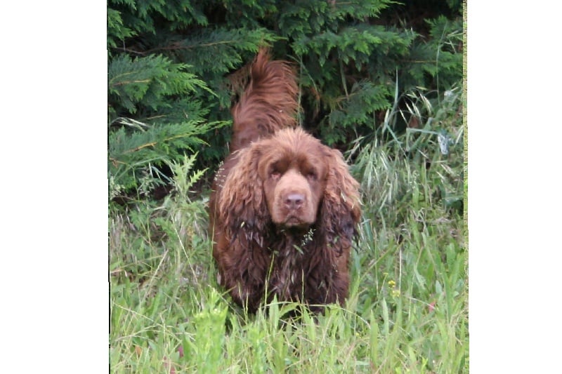 Les Sussex Spaniel de l'affixe   de chateau ripaille