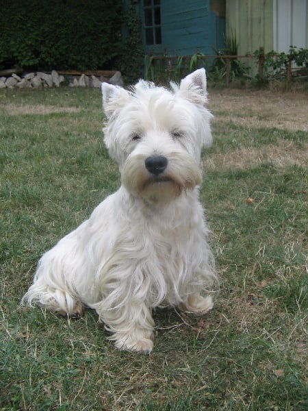 Les West Highland White Terrier de l'affixe   des Malicieux Germéco