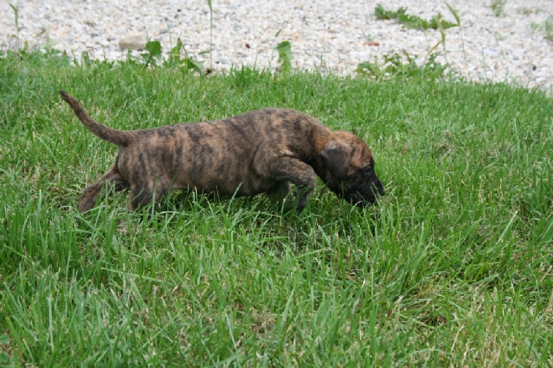 Cassius clay du Petit Monterac