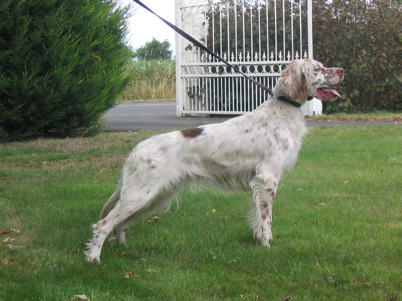 TR. Silene de L'Echo de la Forêt