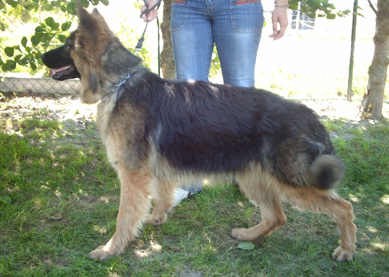 Cadix des Plaines de Champagne