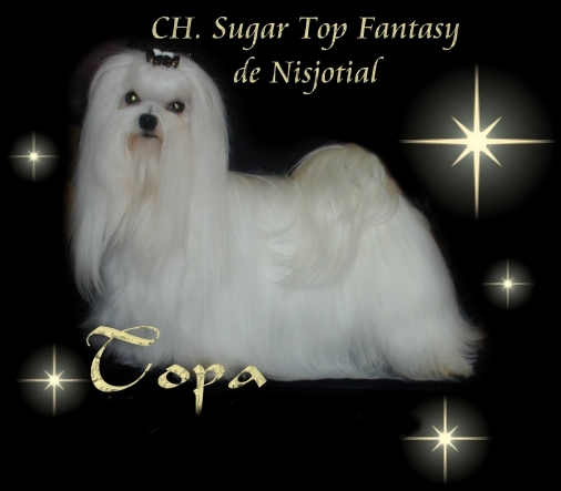 CH. Sugar top fantasy de Nisjotial