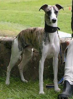 Top model Du manoir de la grenouillère