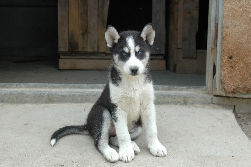 Magic Wolf Baby iceberg