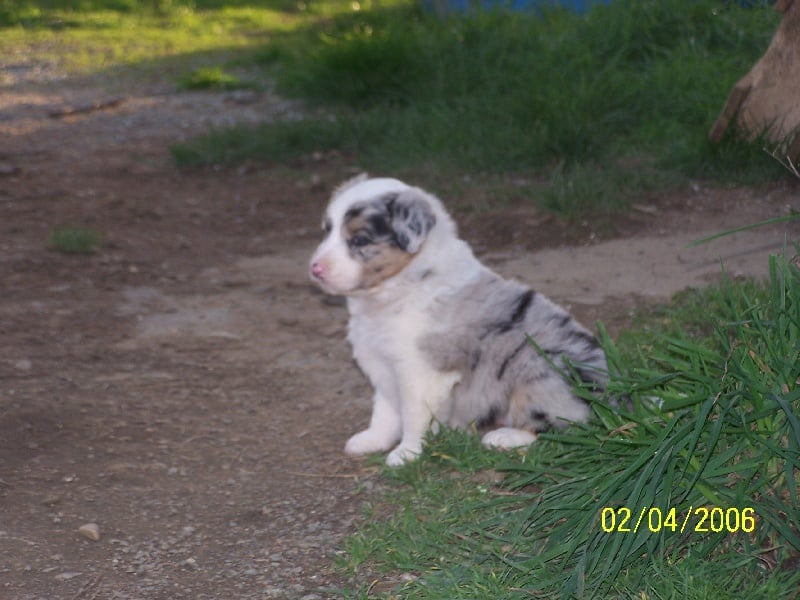 Bess babou de la Vallée de l'Hyrome