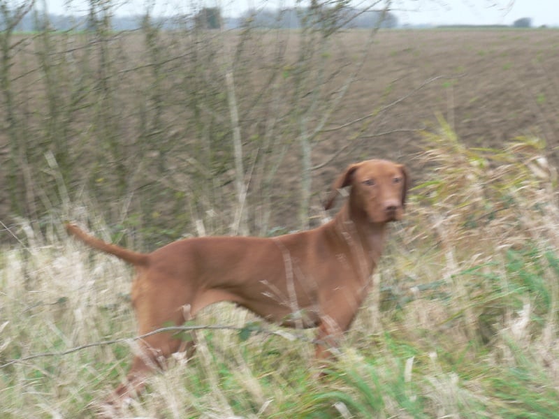 Les Braque hongrois à poil court (Vizsla) de l'affixe   des bords du val d'Ancoeur