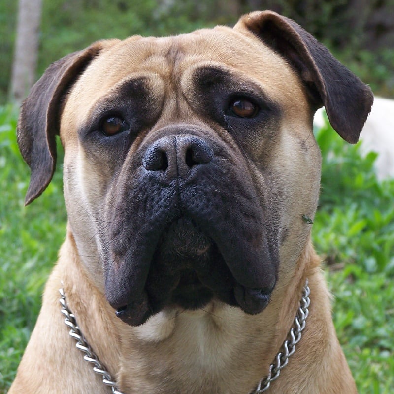 Les Bullmastiff de l'affixe   des Volkan's Molosses