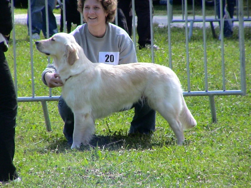 Les Golden Retriever de l'affixe   du Bois de Baucaine