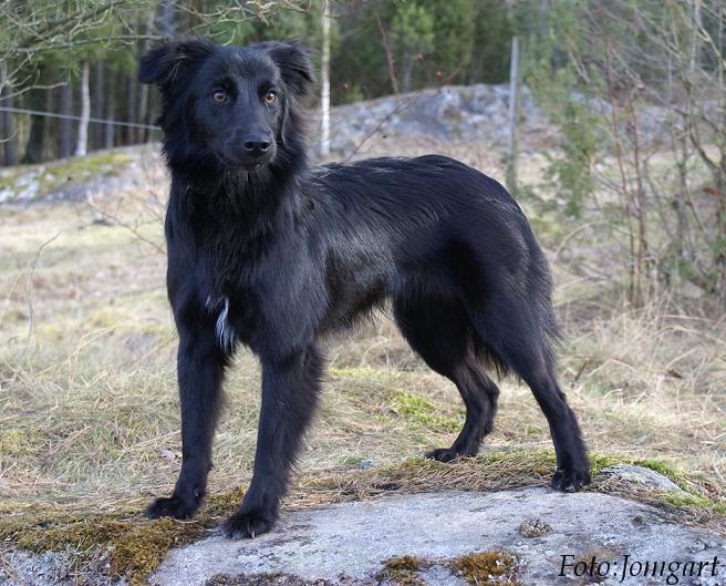 Chien Elevage De La Rosselle Eleveur De Chiens Teckel