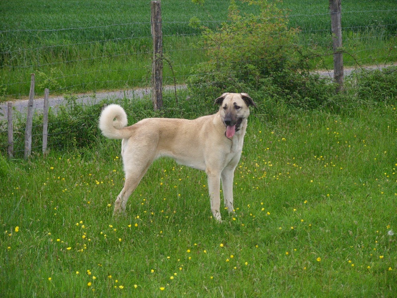 Chien Elevage Du Domaine De Sara Eleveur De Chiens Berger D Anatolie Kangal Champion International