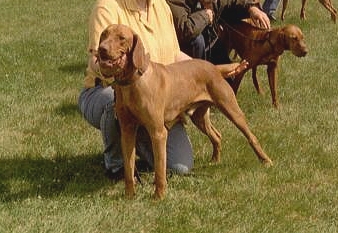 Prince de la Sainte Couronne