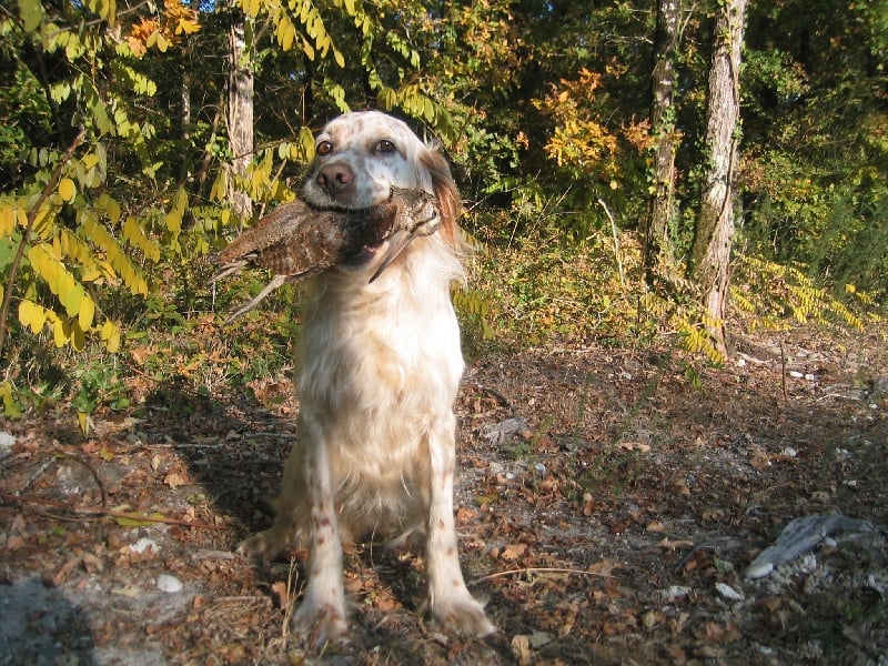 Les Setter Anglais de l'affixe   d'Isarudy