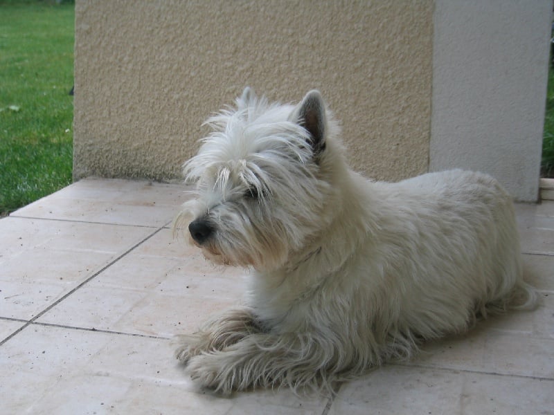 Les West Highland White Terrier de l'affixe   d'Isarudy