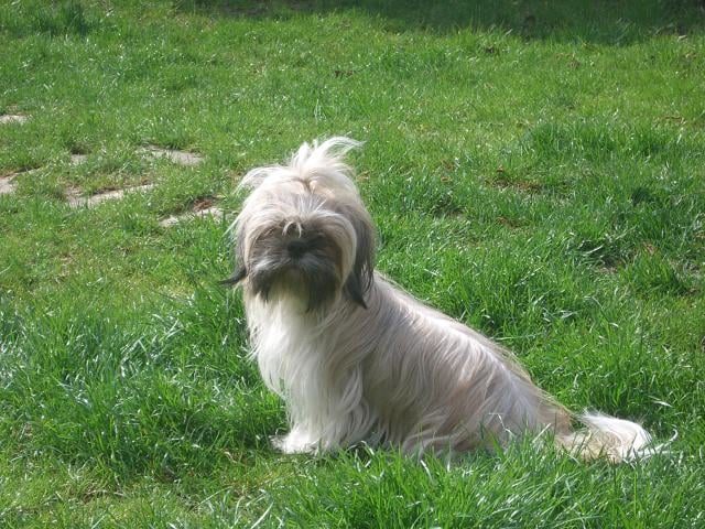 Les Shih Tzu de l'affixe   du Puits d'Eloquengo