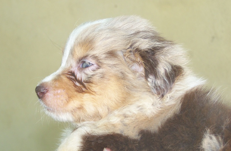 Diamond red of Benito Farm