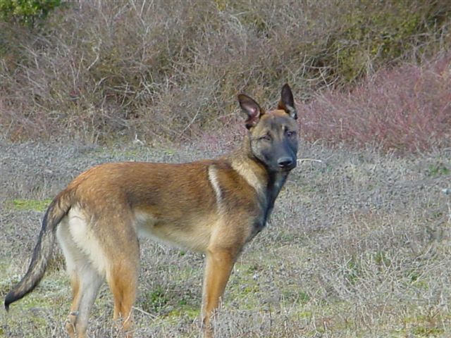 Cooper de la haute morinière