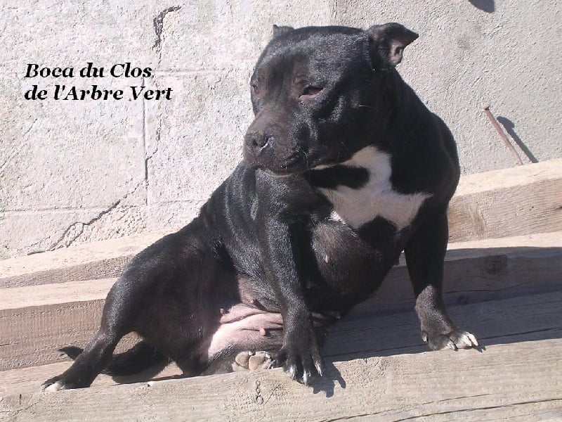 Les Staffordshire Bull Terrier de l'affixe   du clos de l'arbre vert