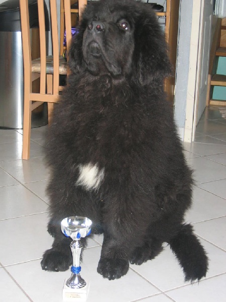 Diabolo des amoureux de nos ours