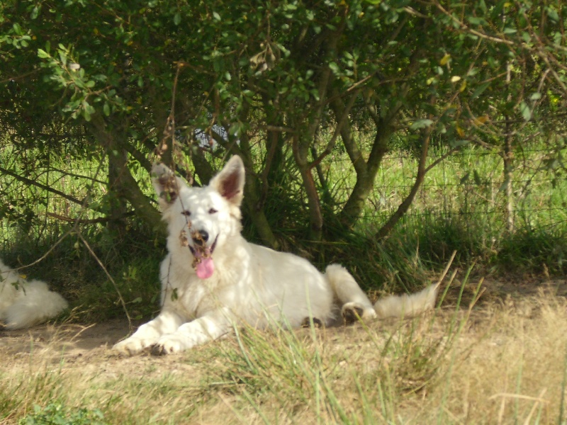 Couros du domaine de pegase