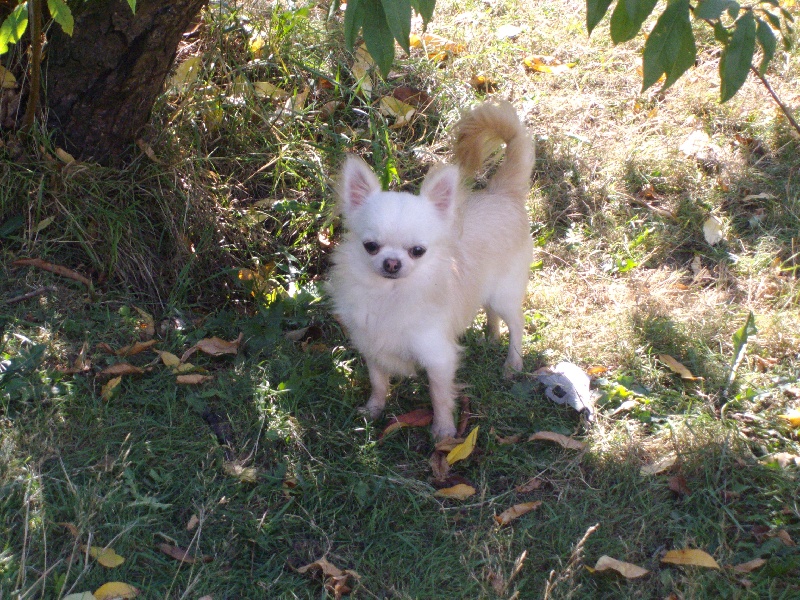 Du Ptit Bocage Boule De Neige Chien De Race Toutes Races En