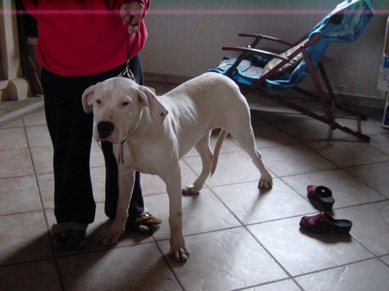 Les Dogo Argentino de l'affixe   des Joyaux d'Alésia