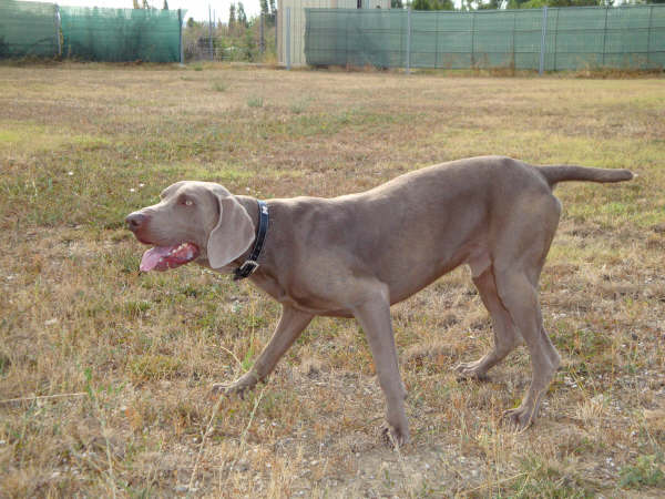 el Bosque de Lugh Bogart