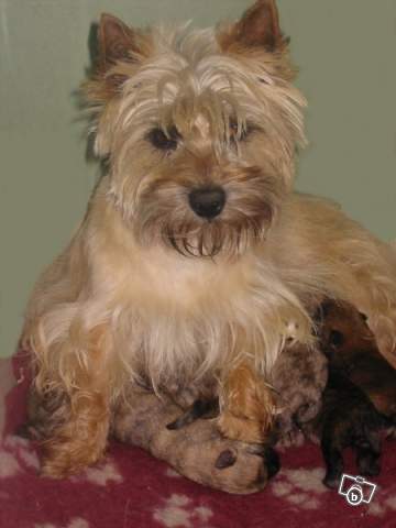 Les Cairn Terrier de l'affixe   Des bories de yakoubia