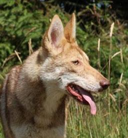 Coblenz-constanza de la compagnie du loup gris