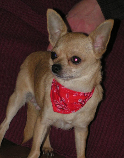 Accueil - Elevage De la Douce Espérance - Eleveur de chiens Chihuahua