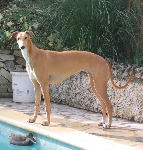 Durandal Ad Honorès Des Légendes Du Moyen Age Chien De Race