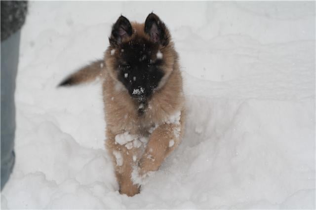 D'KEYLA des loups de la forêt sacrée