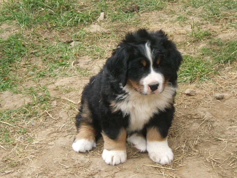 DARK VADOR dit DOUDOU des Hauts de Saint Clair