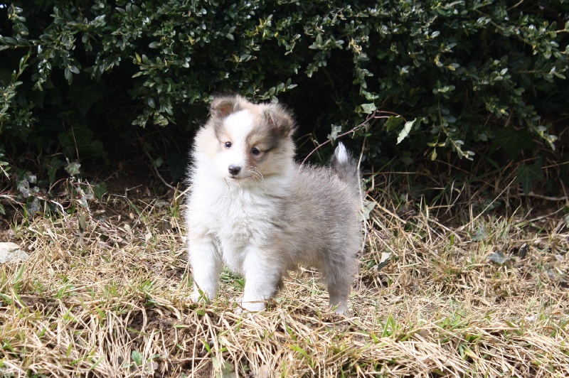 Dessie ' belle Au lorece shetland