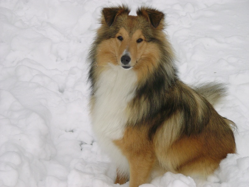 Chanel dite tendresse De L'Oustaou de Sandy