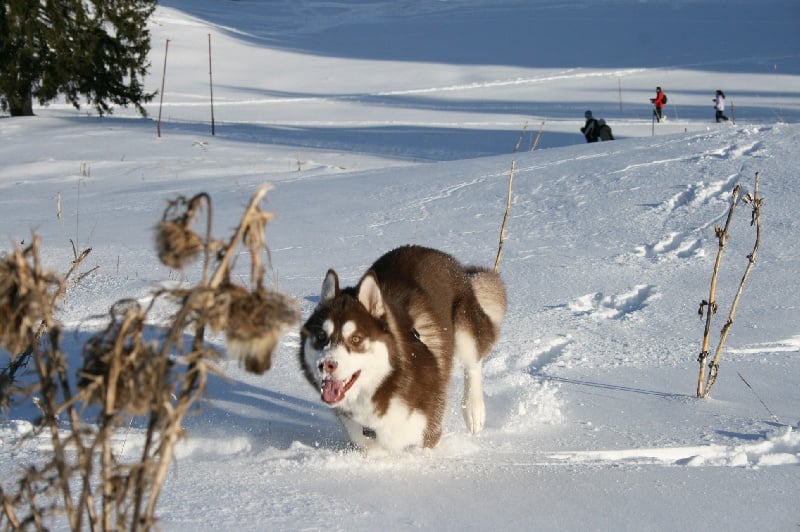 Deepest dream dit cochis Of cold winter nights