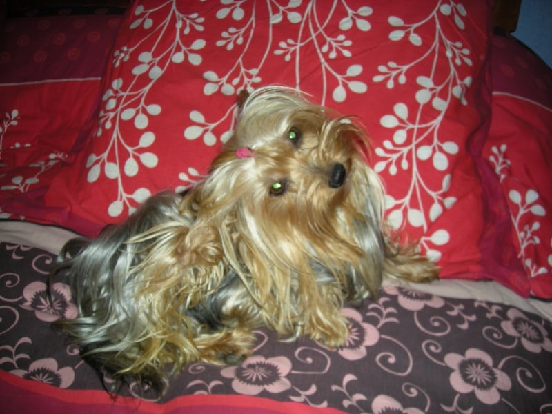 Les Yorkshire Terrier de l'affixe   des Nuits De Nacre