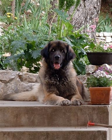 Les Leonberger de l'affixe   du Cèdre de Mazarin