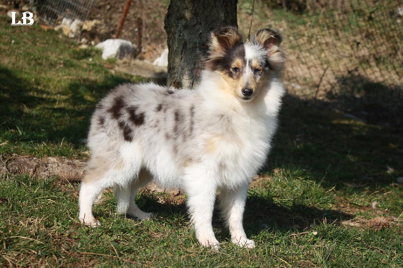 A Dangerous blue girl the jack Au lorece shetland