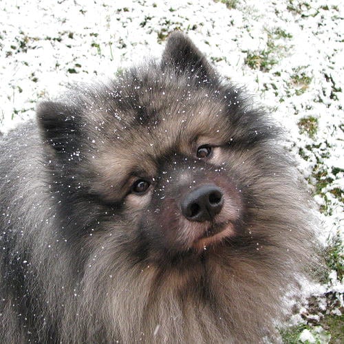 Les Spitz allemand de l'affixe   des loups gris d'Occitanie