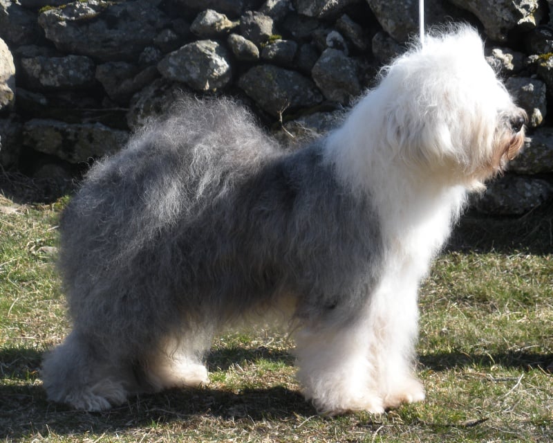 Les Bobtail de l'affixe   du puech de mélilot